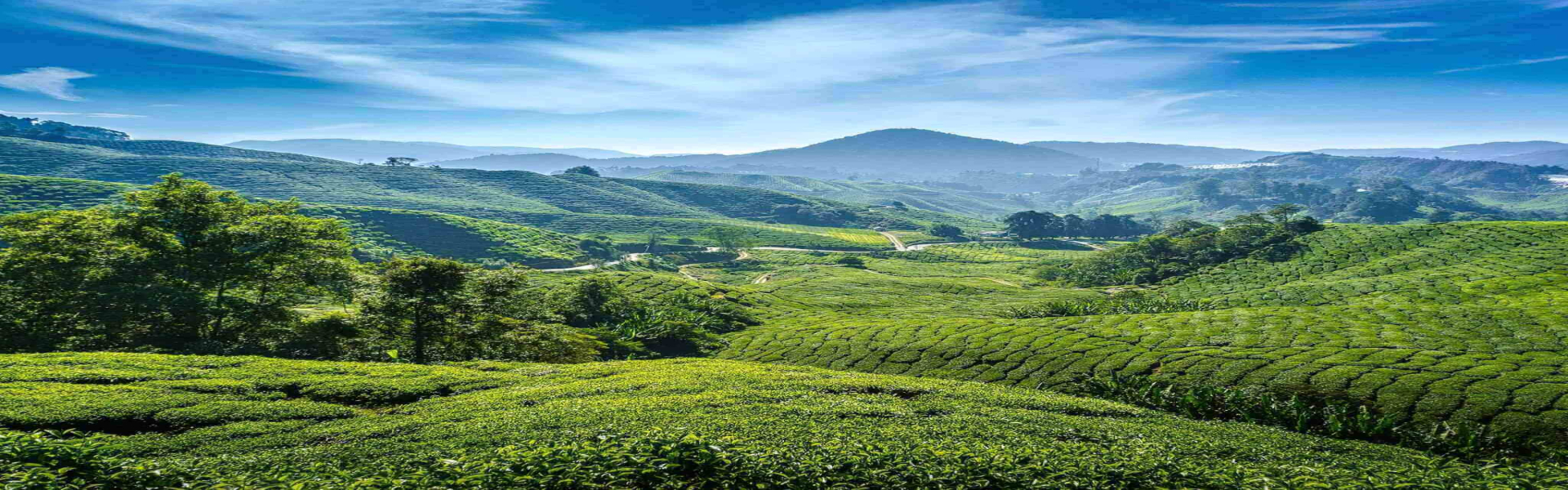 assam